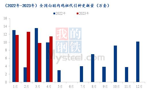 2023年国产白鸡祖代更新率占比超60%，预计全年白鸡更新量或超120万套