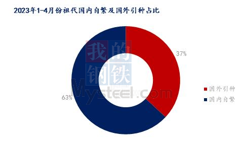 2023年国产白鸡祖代更新率占比超60%，预计全年白鸡更新量或超120万套