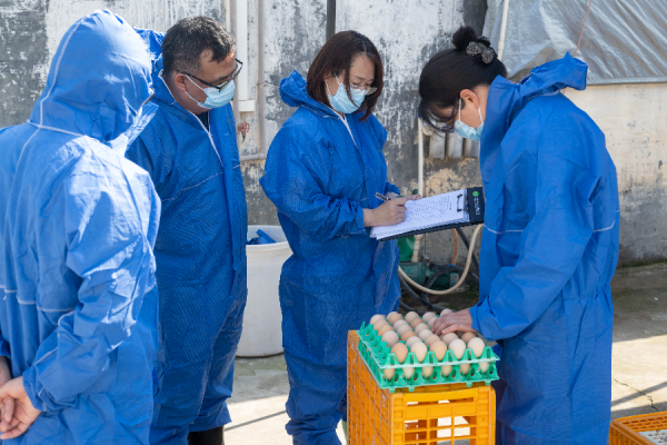 河东1号肉鸡配套系通过国家畜禽遗传资源委员会现场核验！属中速型麻黄鸡