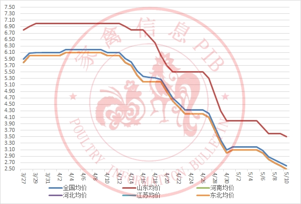 2023年5月10日行情；鸡苗步步走低，毛鸡预计今晚山东下落1毛，毛猪震荡调整。