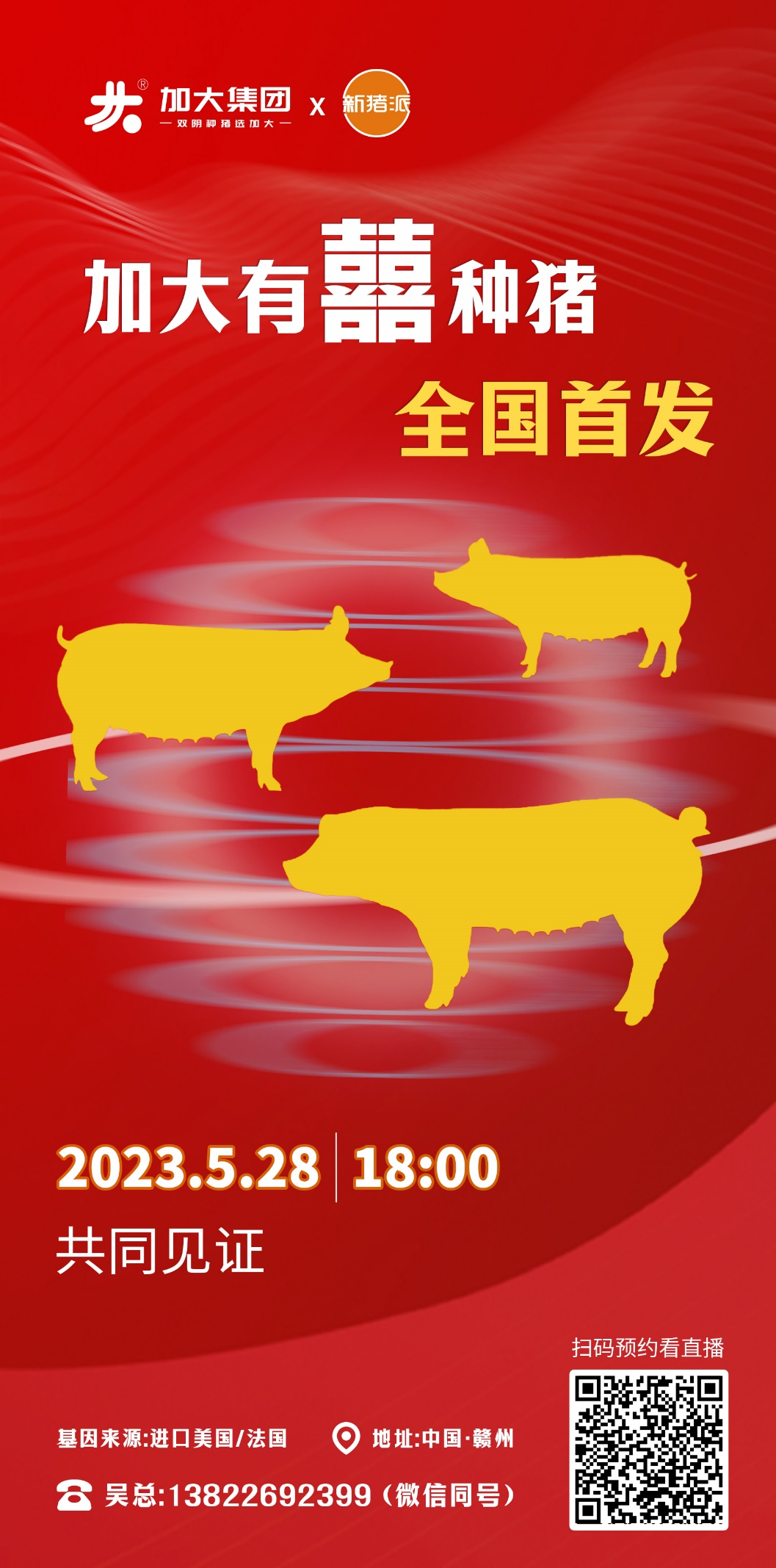 打造全品类种猪供应链，加大种猪新品5月28日首发！ - 积牧网| 新猪派