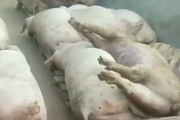 一猪场电闸跳闸，5000头猪因高温被闷死？！