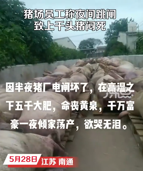 一猪场电闸跳闸，5000头猪因高温被闷死？！