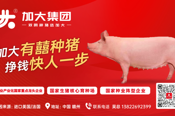 定价5500元起！加大有囍种猪全国首发，从投资引种到产仔回报最快仅46天