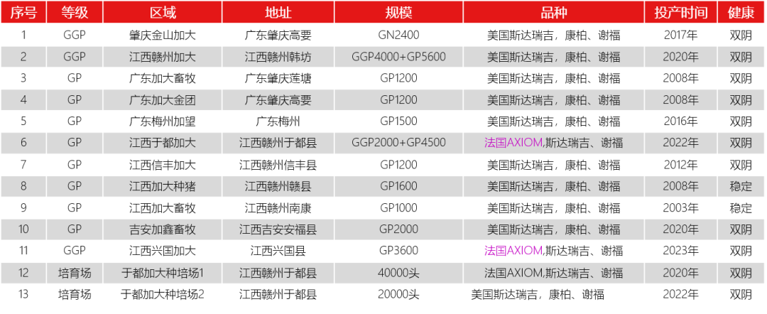 定价5500元起！加大有囍种猪全国首发，从投资引种到产仔回报最快仅46天