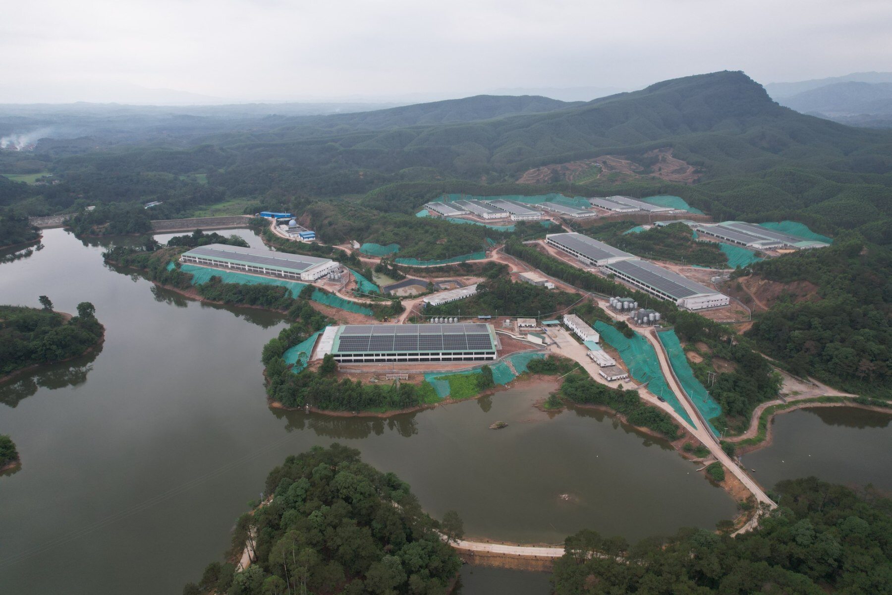 肇庆兴泰万头智能化种猪场竣工投产,首期即将引进母猪5400头