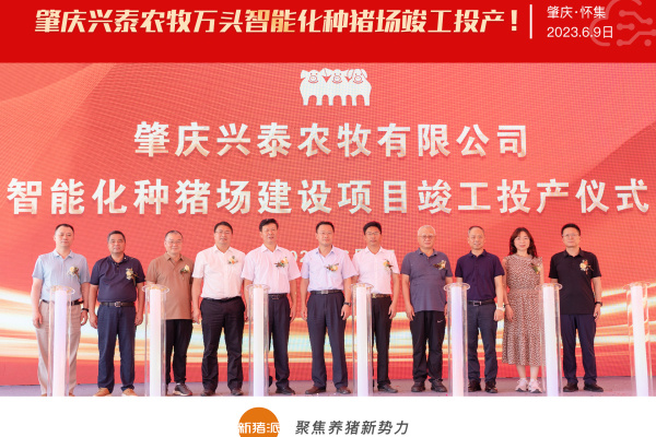 肇庆兴泰万头智能化种猪场竣工投产，首期即将引进母猪5400头