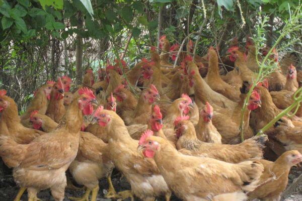 岭南黄鸡I号、圣泽901、农大3号、​绍兴鸭等7个禽品种入选2023年农业主导品种