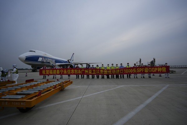 重磅！永信农牧&广州亚卫从美国成功引进1000头SPF级GGP种猪