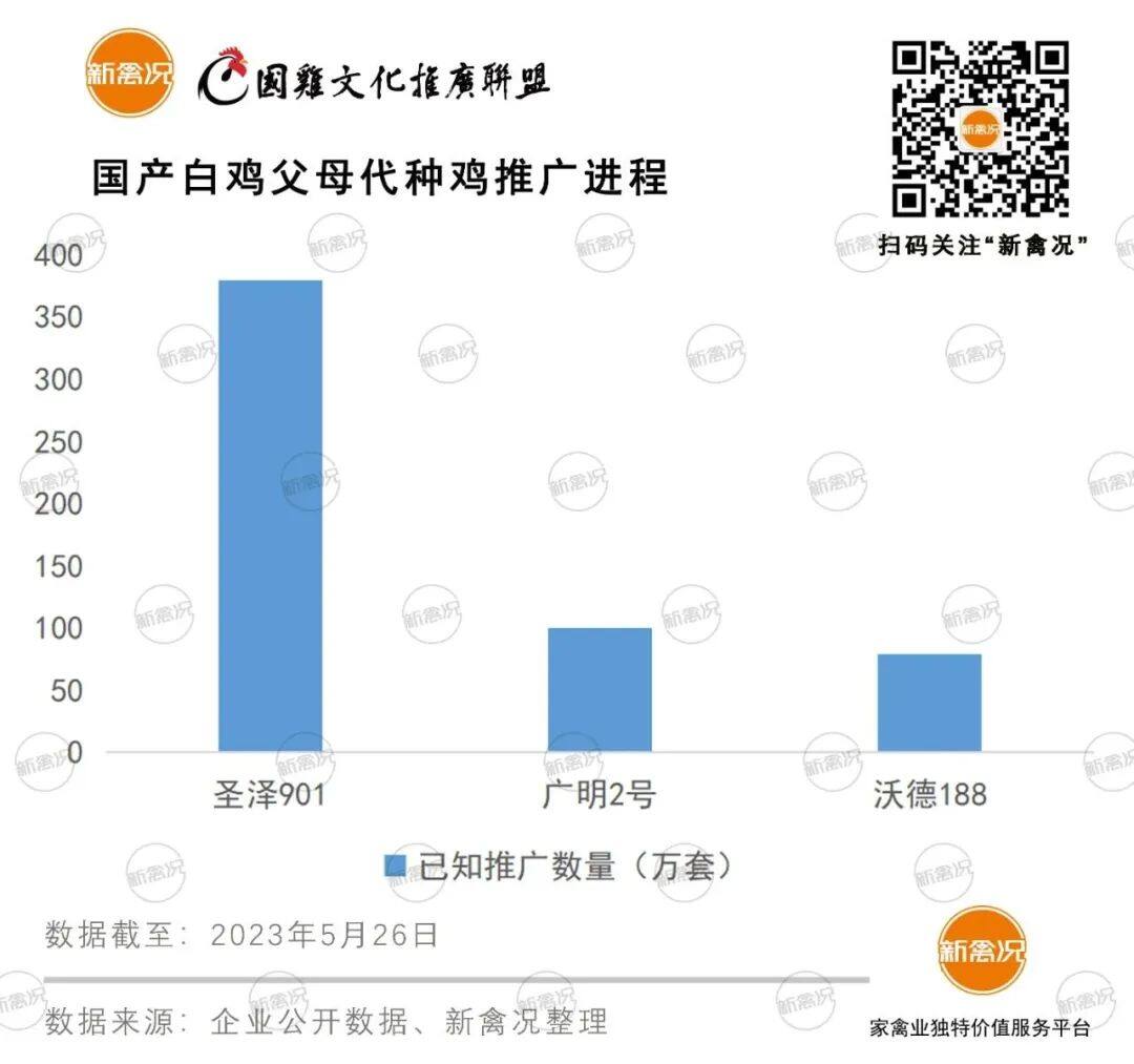 三大国产白羽种鸡累计推广近560万套！要稳住国产白鸡市场份额还得看…【建明中国特约 | 数说禽事】