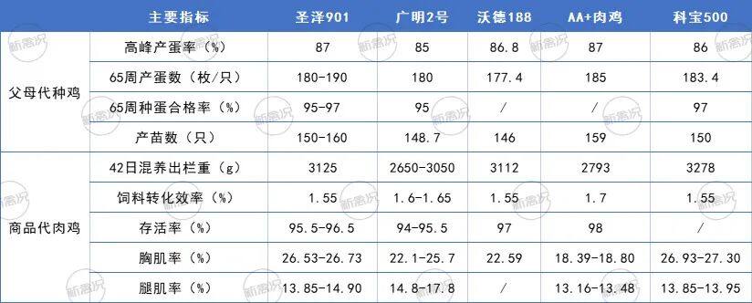 三大国产白羽种鸡累计推广近560万套！要稳住国产白鸡市场份额还得看…【建明中国特约 | 数说禽事】