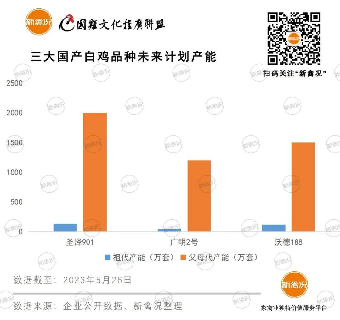 三大国产白羽种鸡累计推广近560万套！要稳住国产白鸡市场份额还得看…【建明中国特约 | 数说禽事】