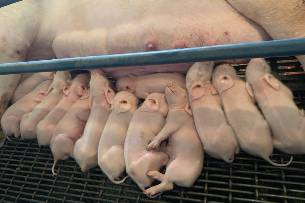 一头猪损失近百元！警惕圆环病毒流行毒株发生变异
