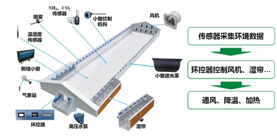 农业农村部发布蛋鸡立体养殖技术指导意见