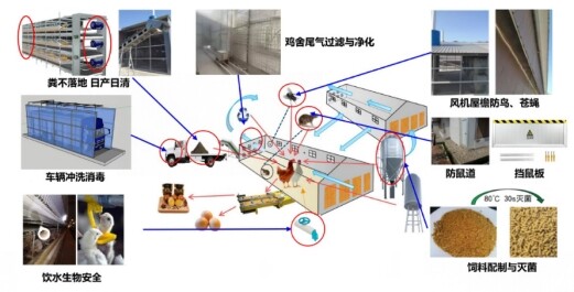 农业农村部发布蛋鸡立体养殖技术指导意见