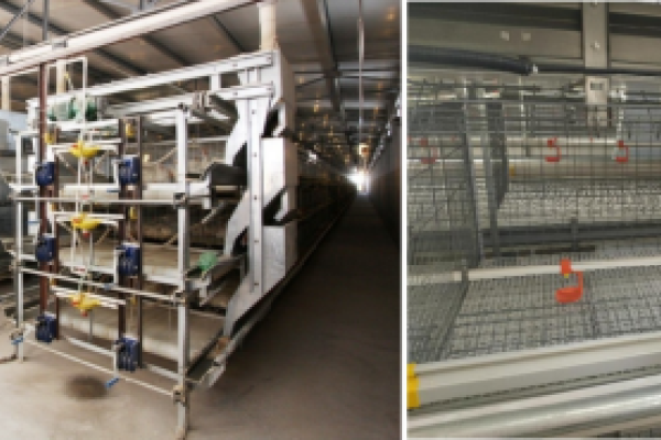 单栋养殖量可翻3倍！肉鸡立体养殖技术指导意见发布