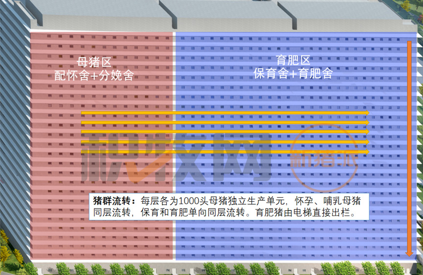 【研究报告】解析中新开维楼房猪场的建设与运营