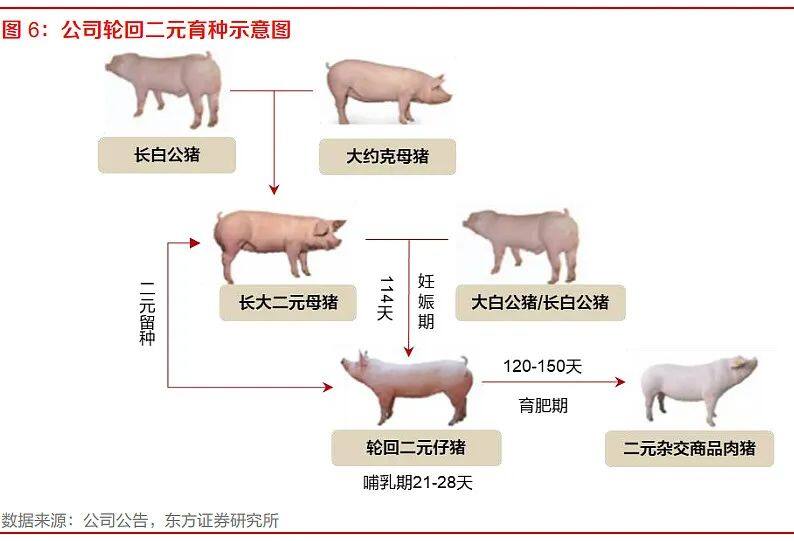 潜在利润32.95亿元！新希望构建回交育种体系，种猪头均降本潜力超2000元