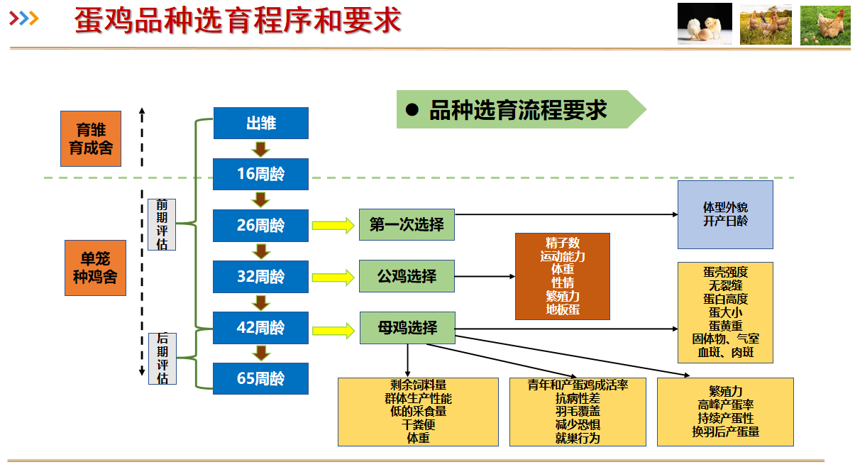 朱庆：国产蛋鸡种业竞争力持续提升，但仍有6大问题亟待解决|2023品牌蛋高峰论坛