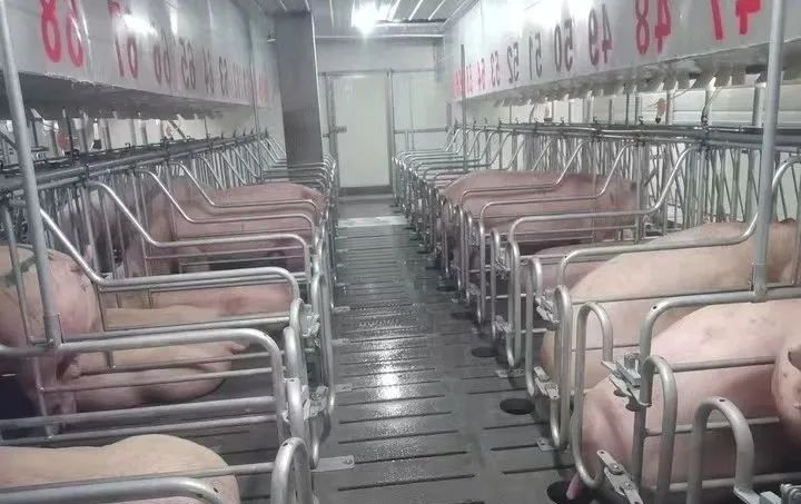 牧原7月成本降至7.15元/斤！新希望8.15！秦英林：创新才能带来利润的新增长点【正典特约·巨头周事】