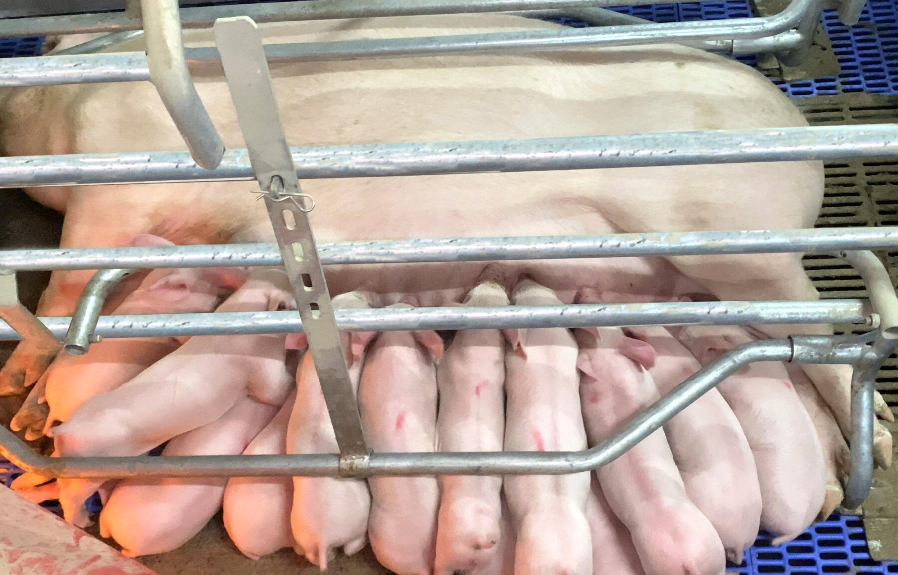德兴股份:打造属于中国种源的德兴系优质种猪|硕腾zoetis特约·2023健康种猪中国行