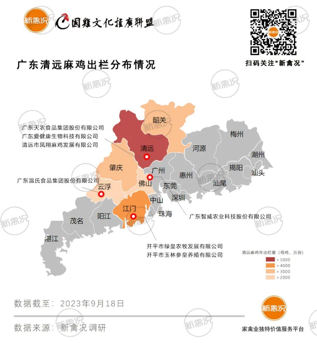 清远鸡：年出栏2.5-3亿只！超70%来自清远、开平、肇庆，深受广东市场认可【2023国鸡侣行·产销调研】