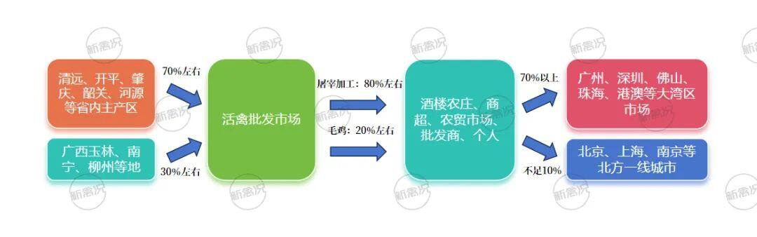 清远鸡：年出栏2.5-3亿只！超70%来自清远、开平、肇庆，深受广东市场认可【2023国鸡侣行·产销调研】