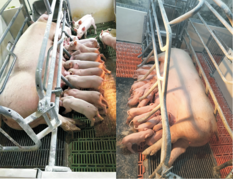 魁强农牧:专注培育适合中国的好种猪 年热销新美系种猪2万头