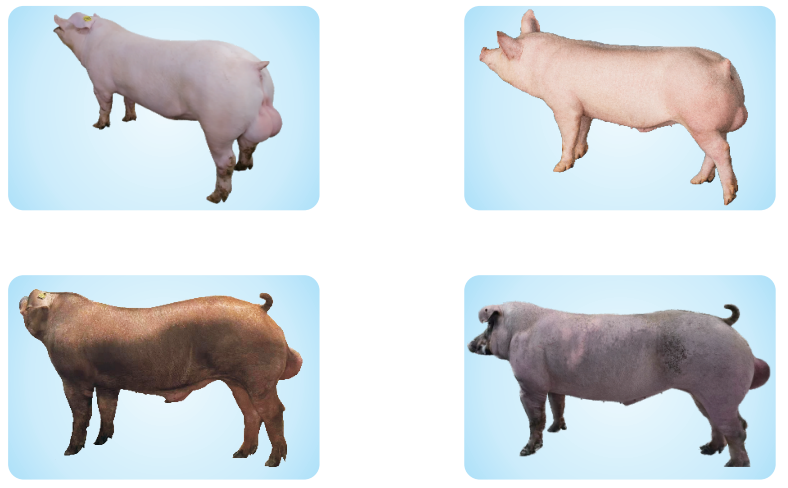 魁强农牧:专注培育适合中国的好种猪 年热销新美系种猪2万头