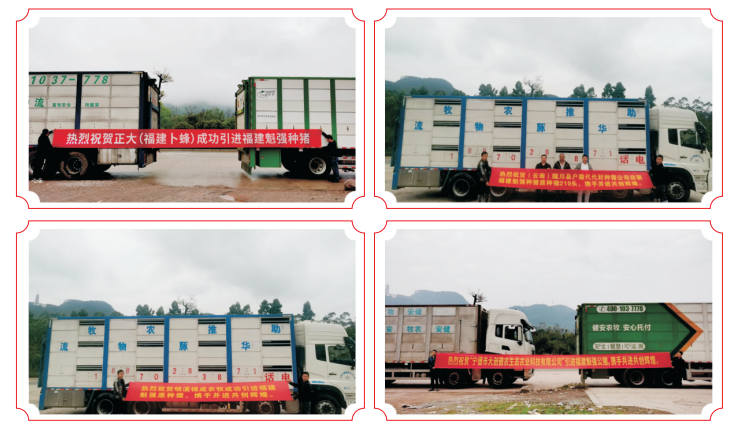 魁强农牧:专注培育适合中国的好种猪 年热销新美系种猪2万头