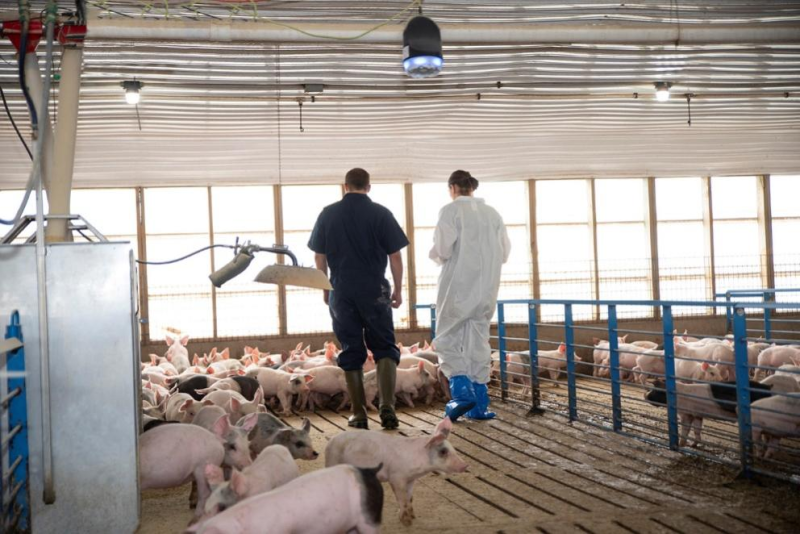 一年为近百家猪场“创收”，SoundTalks®全新升级上市