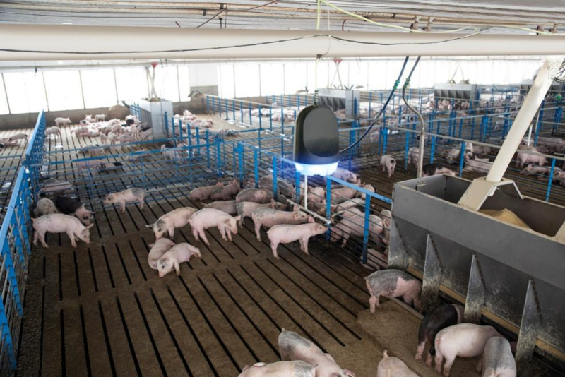 一年为近百家猪场“创收”，SoundTalks®全新升级上市