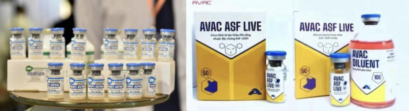 两部委连发三道禁令,多国爆发,非瘟形势严峻!非瘟苗研发路漫漫,究竟难在哪?