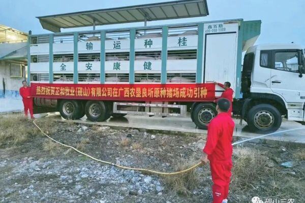 总投资6个亿   砚山这家生猪养殖场已开始投产