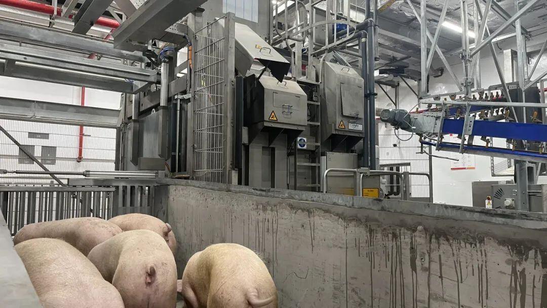 德康集团年300万头生猪屠宰肉食品精深加工及冷链项目顺利投产