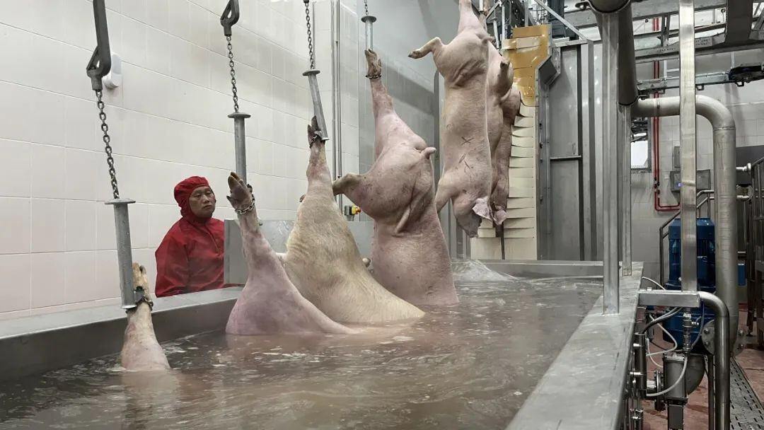 德康集团年300万头生猪屠宰肉食品精深加工及冷链项目顺利投产