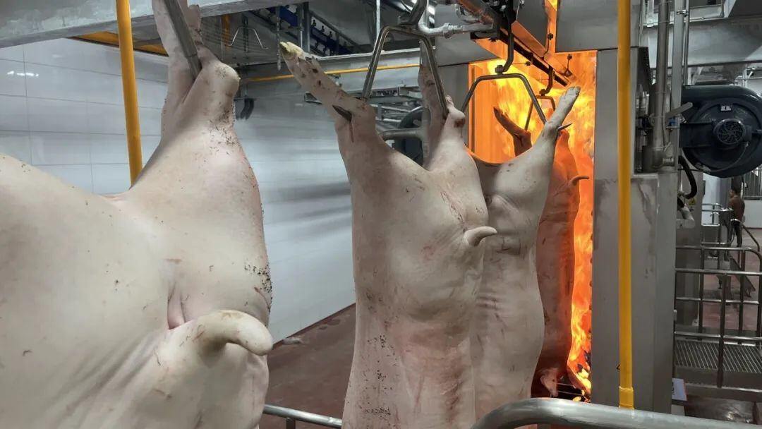 德康集团年300万头生猪屠宰肉食品精深加工及冷链项目顺利投产