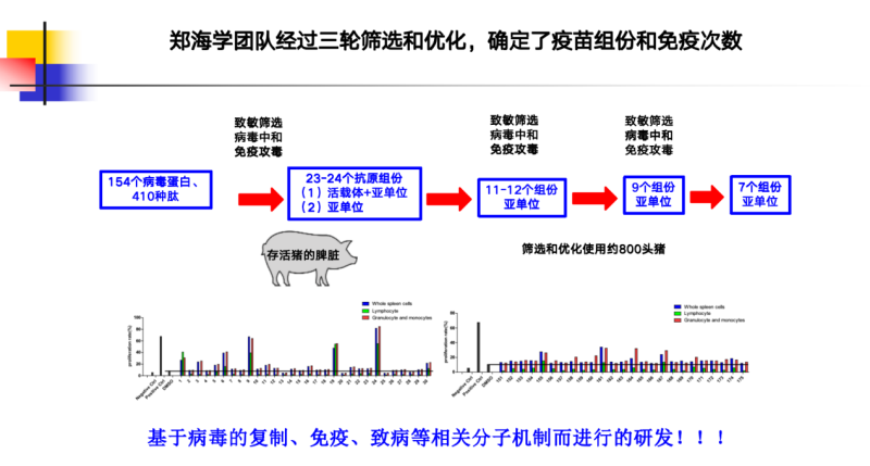 张桂红：非瘟病毒存在太多未知，疫苗相关解析仍需继续……|2023新猪派养猪产业峰会