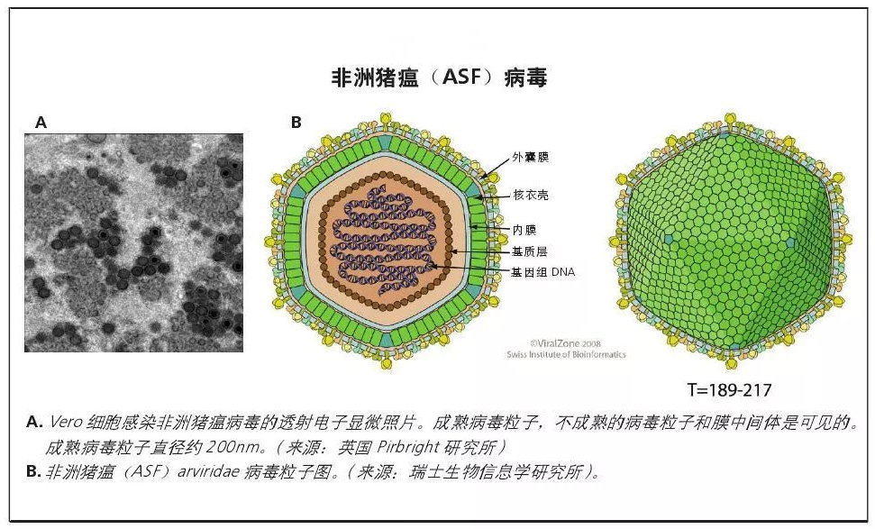 張桂紅：非瘟病毒存在太多未知，疫苗相關解析仍需繼續……|2023新豬派養豬產業峰會