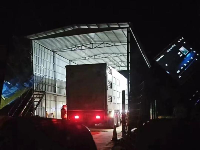 越秀农牧:封开首批引种8675头,猪只安全到“家”!