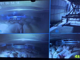 越秀农牧:封开首批引种8675头,猪只安全到“家”!