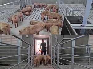 越秀农牧:封开首批引种8675头,猪只安全到“家”!