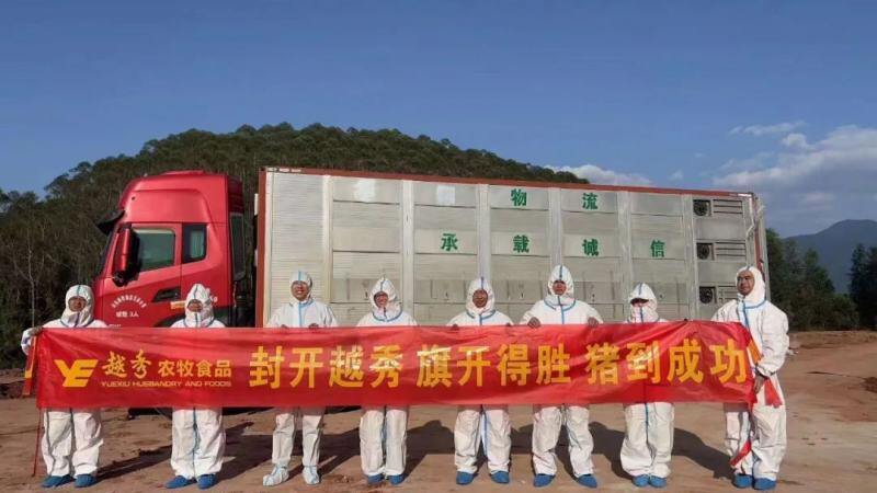 越秀农牧:封开首批引种8675头,猪只安全到“家”!