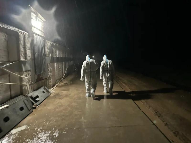 越秀农牧:封开首批引种8675头,猪只安全到“家”!