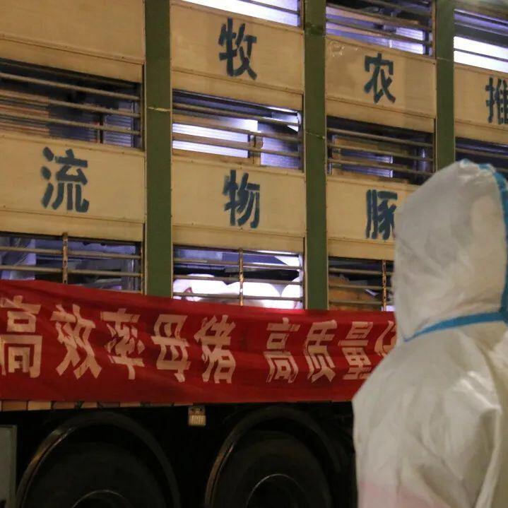 祝贺!长荣成功引进海波尔种猪,后代种猪预计明年7月份供应市场
