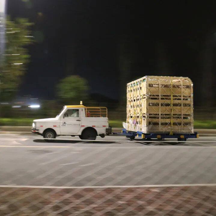 祝賀！長榮成功引進海波爾種豬，后代種豬預計明年7月份供應市場