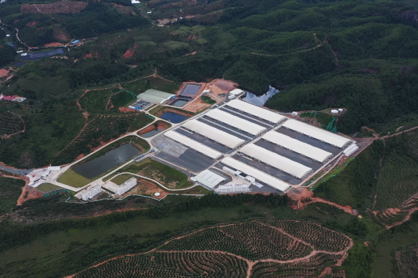 吴灿文：破解内卷的密码——每头双阴种猪能够给客户带来超过100元的价值