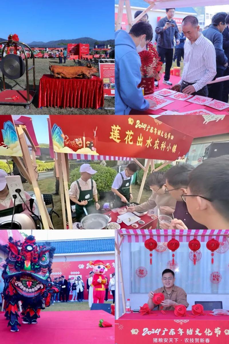 2024广东年猪文化节顺利举办，18888元拍卖成交诞生“年猪王”