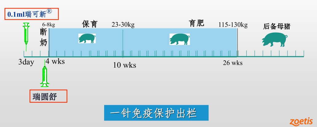 一针解决：蓝耳活跃场显著提高育肥成活率，全程料比2.4，育肥成本节约100元/头