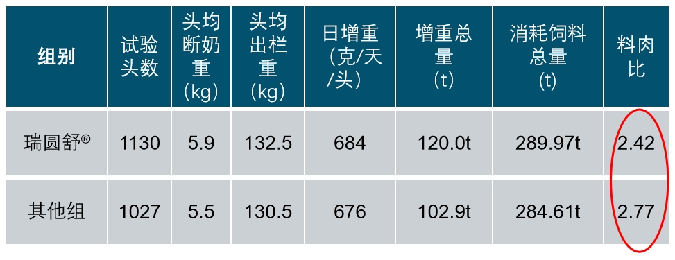 一针解决：蓝耳活跃场显著提高育肥成活率，全程料比2.4，育肥成本节约100元/头